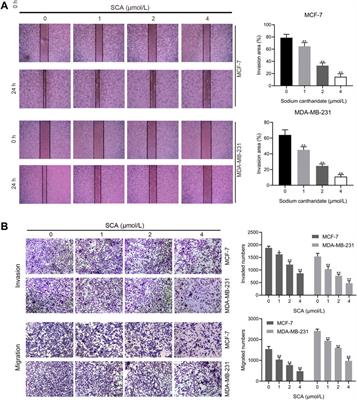 Sodium cantharidate promotes autophagy in breast cancer cells by inhibiting the PI3K–Akt–mTOR signaling pathway